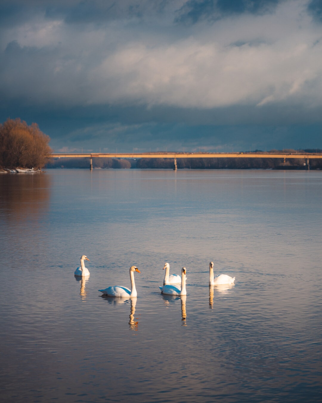 birds, swan, evening, sunny, water level, calm, water, lake, sunset, bird