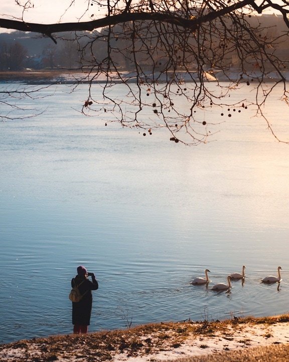 persona, fotógrafo, teléfono móvil, orilla del río, cisne, puesta de sol, aves, agua, lago, paisaje
