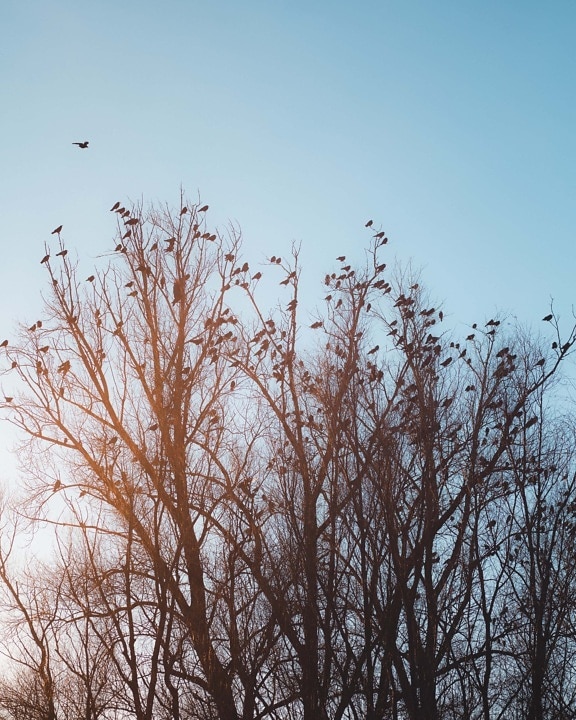 aves, Cuervo, Mirlo, árboles, ramas, rebaño, retroiluminada, silueta, Luz del sol, árbol