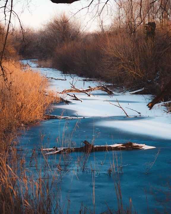 swamp, frozen, driftwood, ice water, ice crystal, river, shore, snow, landscape, water
