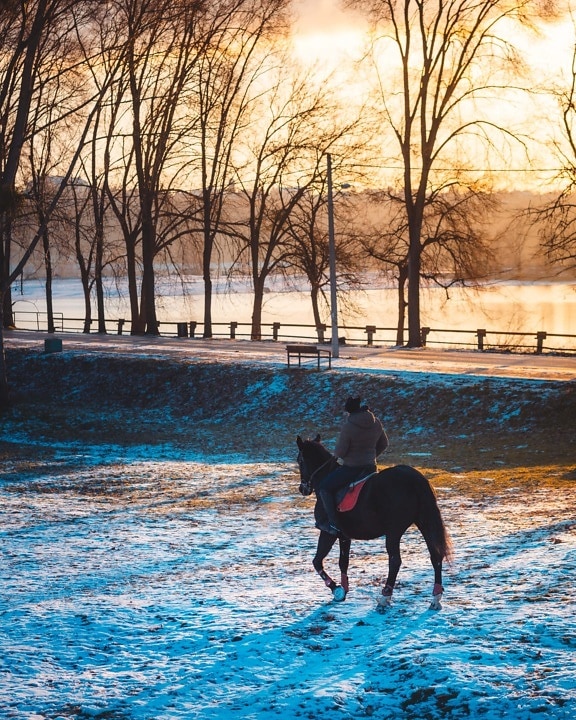 apus de soare, călăreț, cal, zăpadă, iarna, razele de soare, în aer liber, soare, agrement, zori de zi