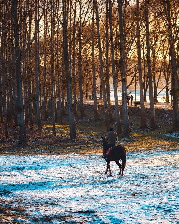 Rider, caballo, montar a caballo, bosque, puesta de sol, invierno, amanecer, nieve, madera, naturaleza