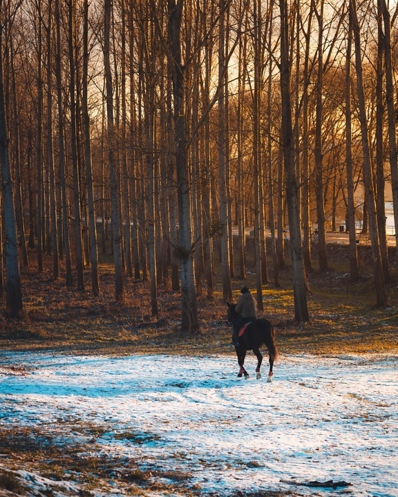 horse, riding, training program, winter, dawn, snow, forest, nature, landscape, light