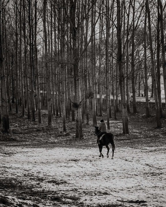 training program, forest path, horse, black and white, winter, tree, snow, park, landscape, wood