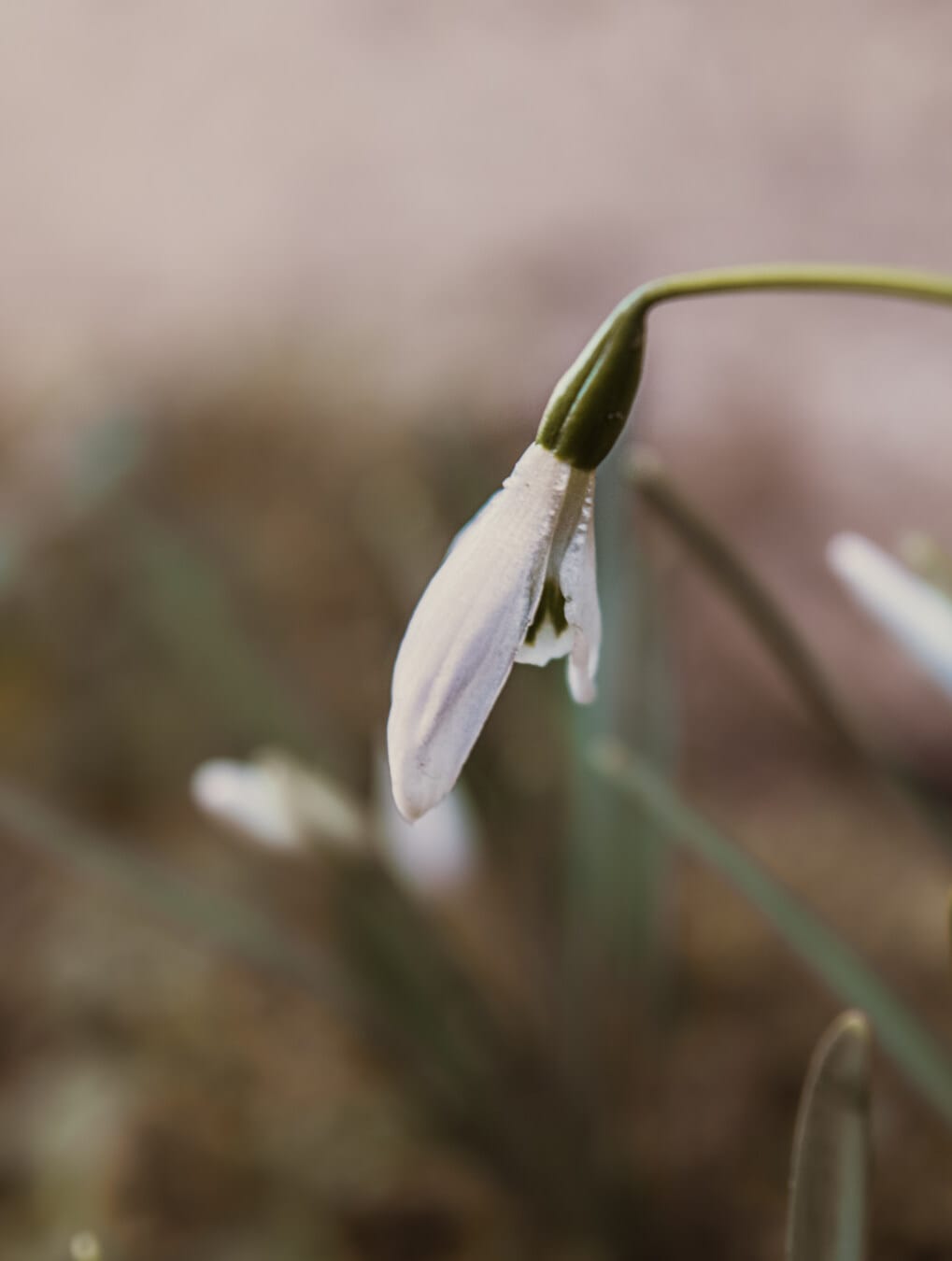 close-up, focus, white flower, spring, nature, outdoors, flower, blur, bright, upclose
