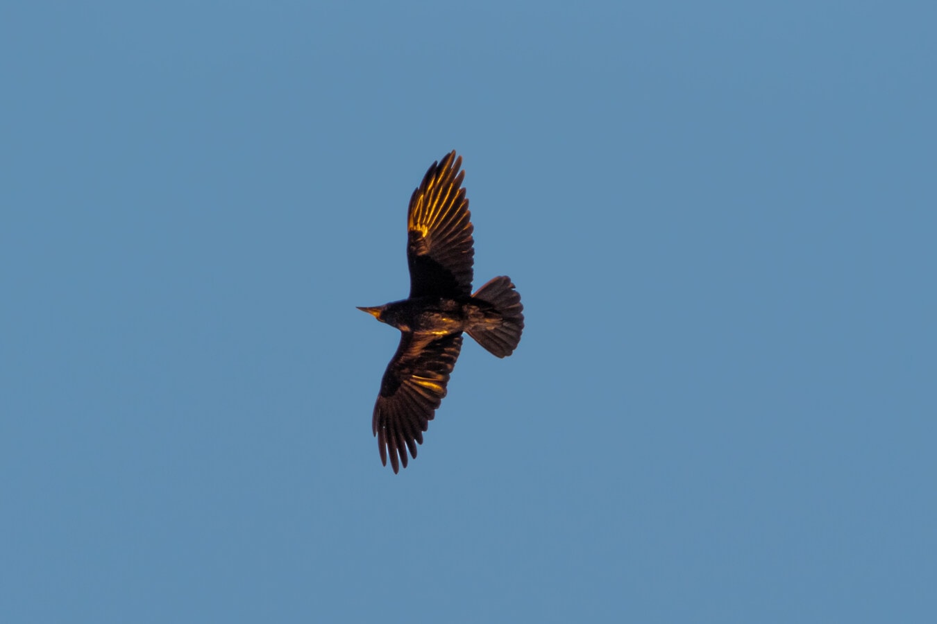 crow, flight, bird, wings, flyover, blue sky, flying, migration, wild, wildlife