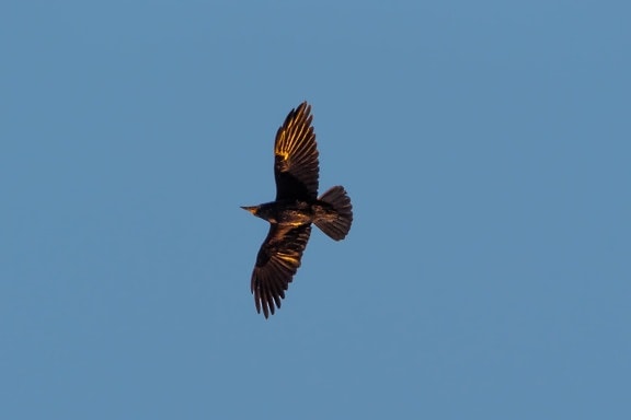 crow, flight, bird, wings, flyover, blue sky, flying, migration, wild, wildlife
