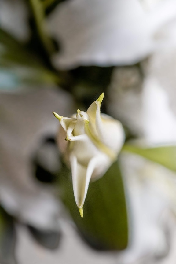 lily, flower bud, white flower, bud, blur, herb, nature, flower, plant, outdoors