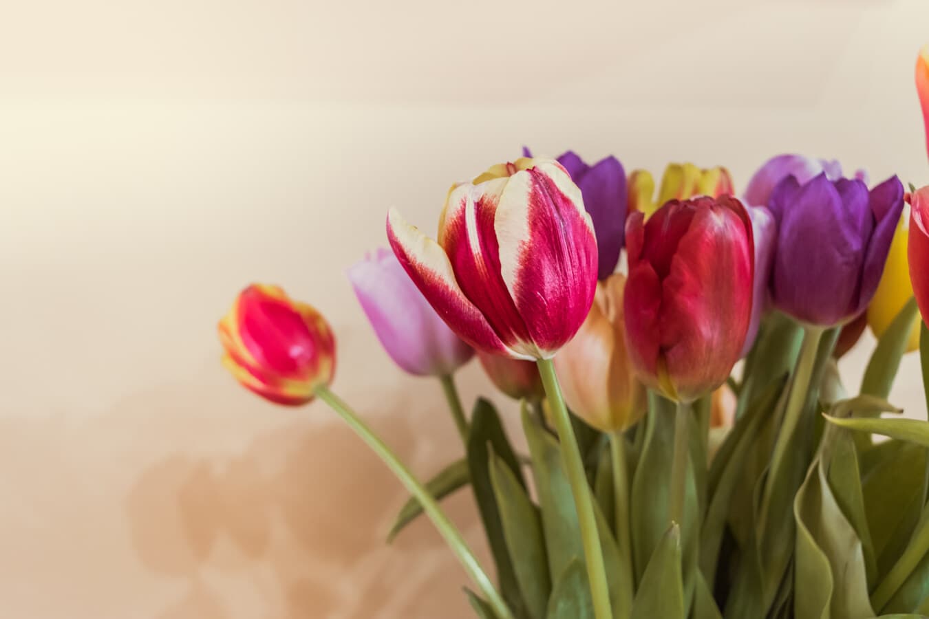 tulipán, csokor, friss, elrendezése, virágbimbó, virágok, színes, kivirul, virág, tulipán