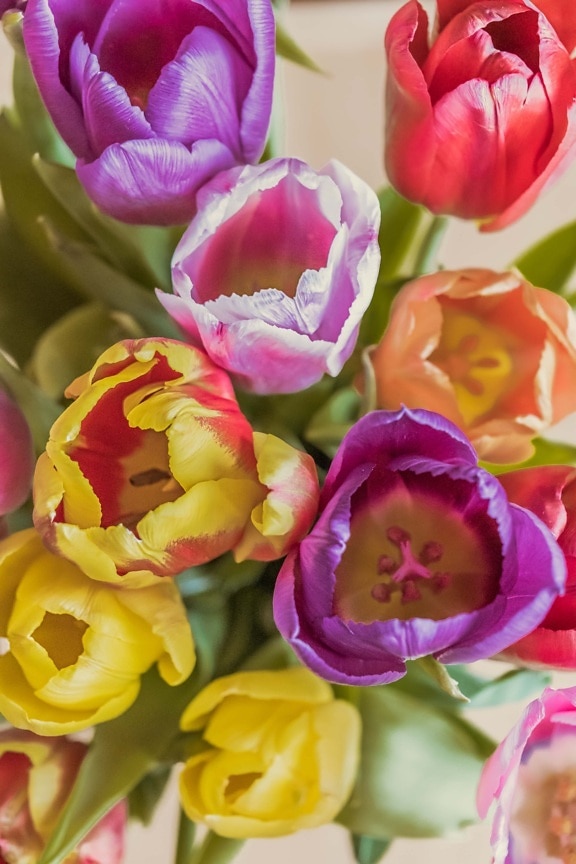 tulipas, colorido, Início, perto, buquê, elegante, brilhante, decoração, Tulipa, arranjo