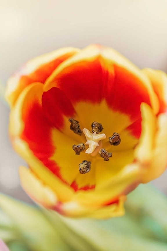 giallo arancio, tulipano, da vicino, macro, polline, pistillo, messa a fuoco, petalo, fiore, pianta