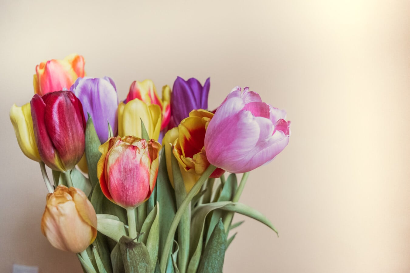 Tulipaner, knop, blomsterknop, farverige, stængel, buket, frisk, tyylikäs, blomster, årstidens