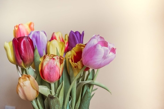 tulipanes, brote, yema floral, colorido, tallo, ramo de la, fresco, elegante, flores, temporada