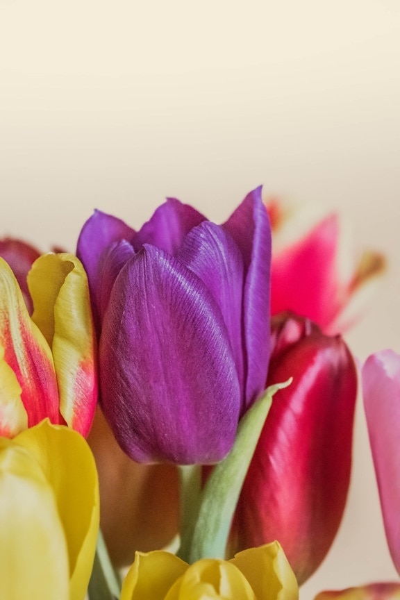 virágbimbó, tulipán, virágok, lila, szirmok, közelkép, csokor, szirom, tulipán, kivirul