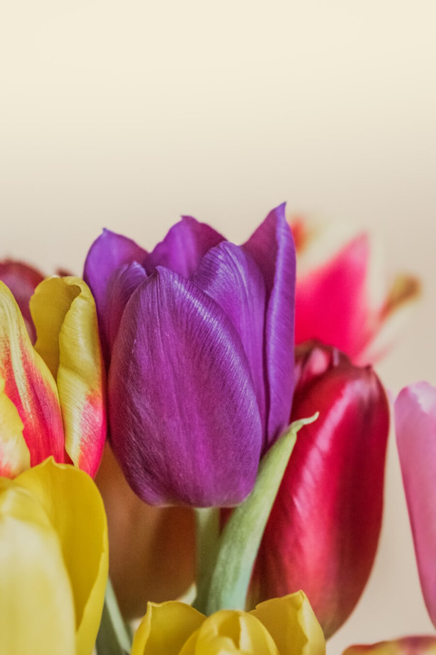 chồi hoa, Hoa tulip, hoa, màu tím, cánh hoa, ký-đóng, bó hoa, cánh hoa, hoa tulip, hoa