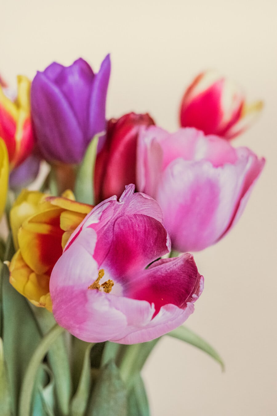 tulipany, bukiet, różowawy, płatki, klastra, kwiaty, Tulipan, sprężynowy, kwiat, kwiat