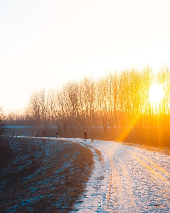 jogging, sunset, winter, dawn, snow, landscape, road, wood, nature, sun