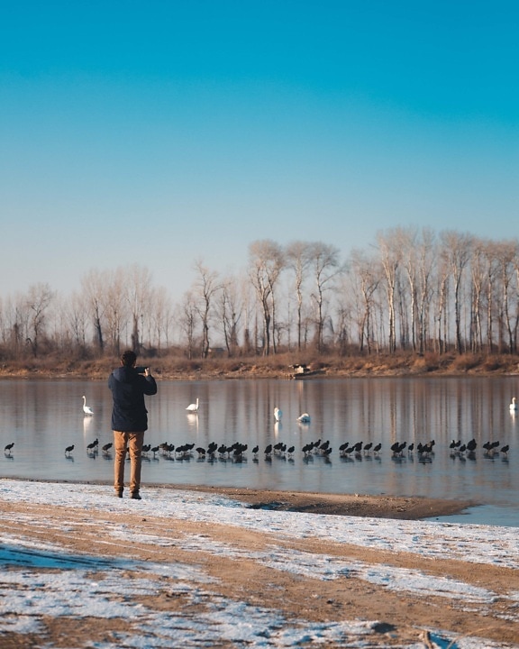 bird watcher, photographer, water level, frozen, lake, aquatic bird, flock, birds, winter, weather