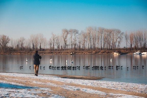 birds, bird watcher, flock, riverbank, man, walking, cold water, ice crystal, frozen, water level