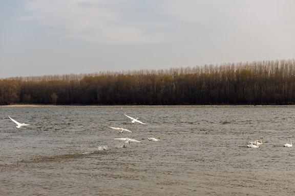 swan, take off, flying, lakeside, birds, aquatic bird, natural habitat, bird, water, lake