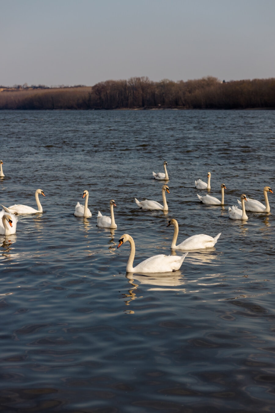 birds, many, swan, flock, bird family, water, lake, bird, aquatic bird, wildlife