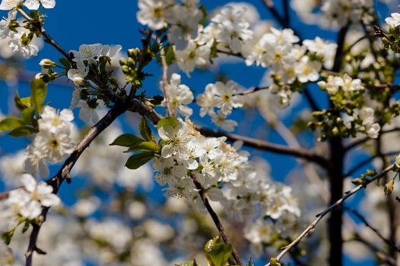 lentetijd, sierkers, tuin, bloesem, tak, natuur, bloem, buitenshuis, bloeiend, seizoen