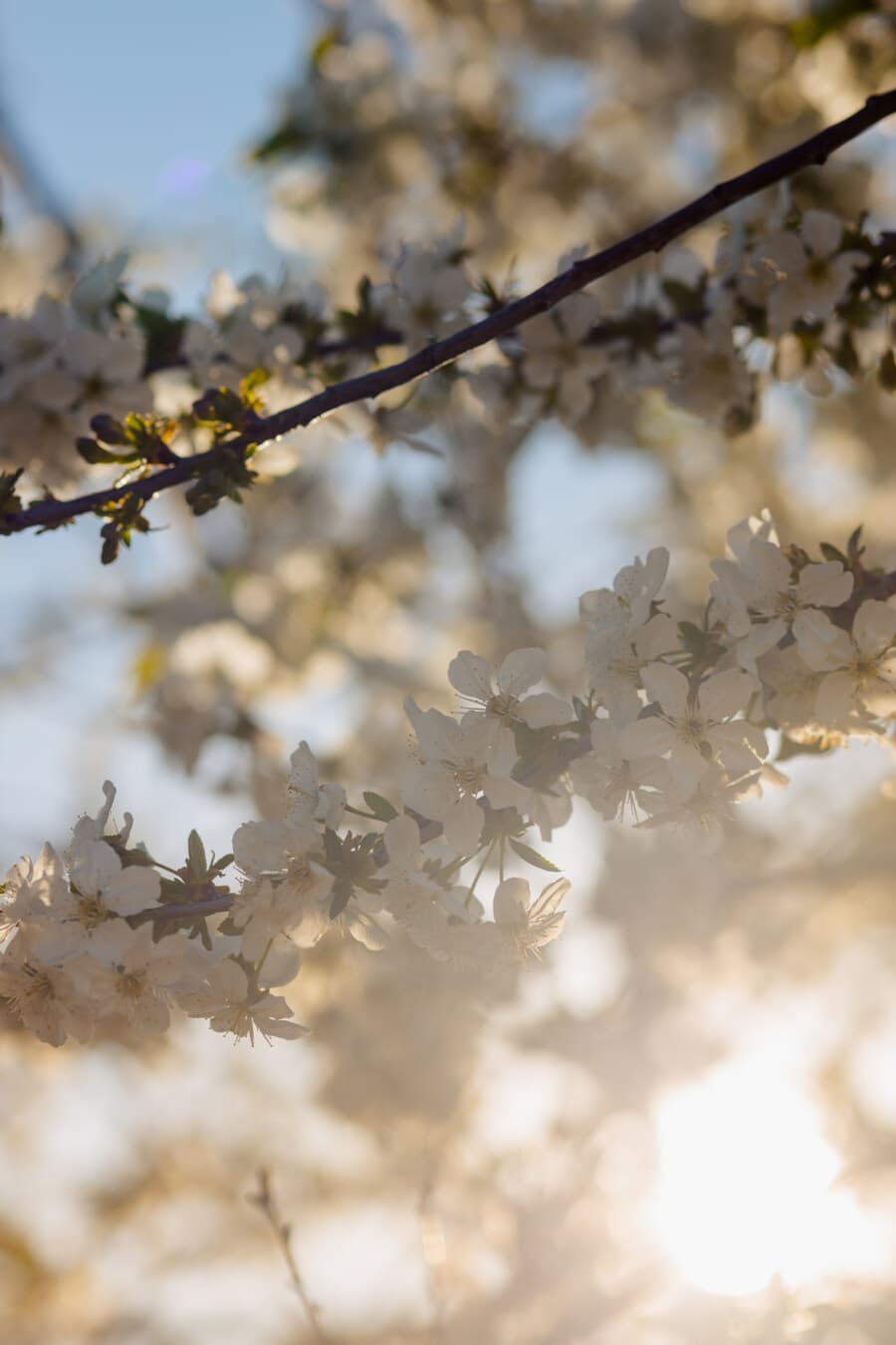 proljetno vrijeme, sunčano, cvatnje trešnje, sunčano, grane, voćka, bijeli cvijet, suncevi zraci, pozadinsko svijetlo, proljeće