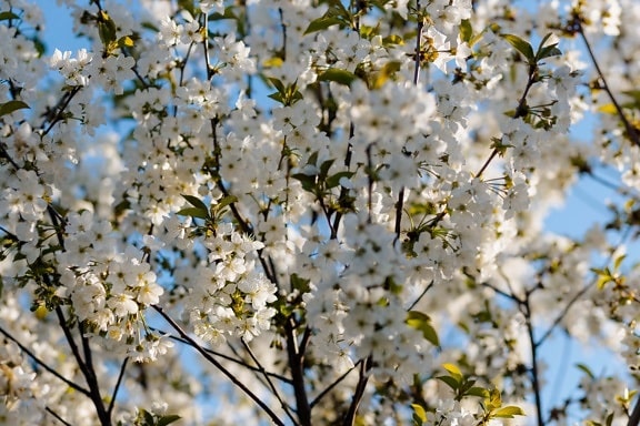 flowering cherry, fruit tree, flowering, seasonal, spring time, flower, branch, tree, plant, season