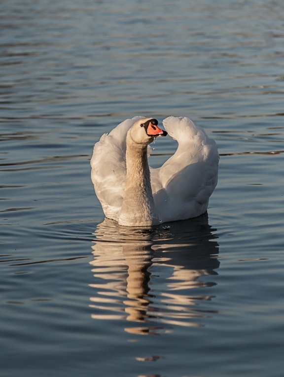 wings, white, swan, grace, waterdrops, beak, lake, waterfowl, aquatic bird, swimming