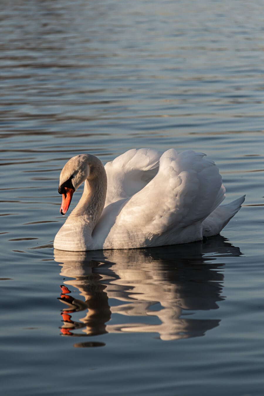 purity, white, swan, grace, wings, swimming, beautiful, head, portrait, lake