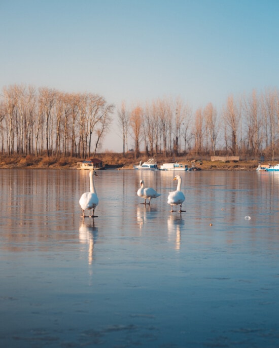 lago, congelados, hielo, reflexión, aves, cisne, pie, paisaje, naturaleza, invierno
