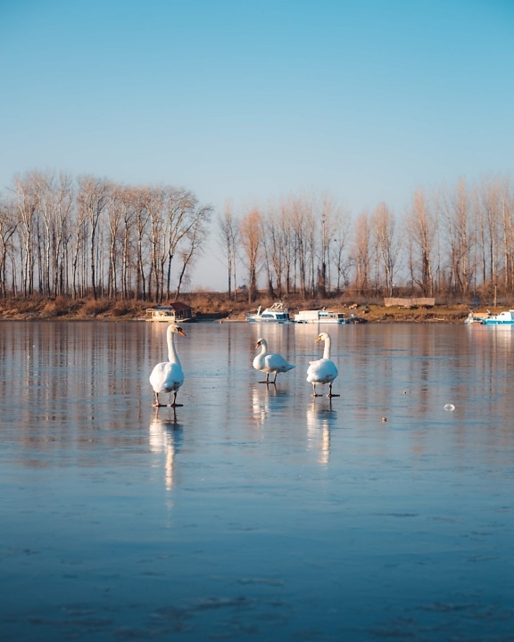 swan, three, standing, frozen, lake, winter, ice, water, shore, landscape