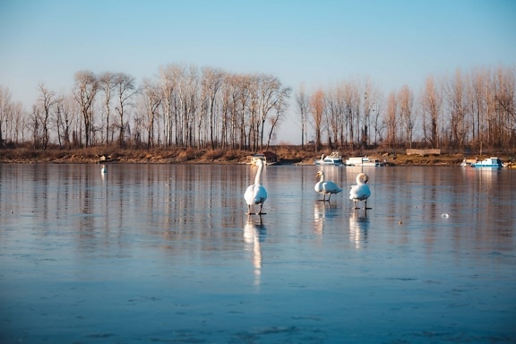 swan, three, birds, ice, standing, frozen, water level, water, lakeside, reflection