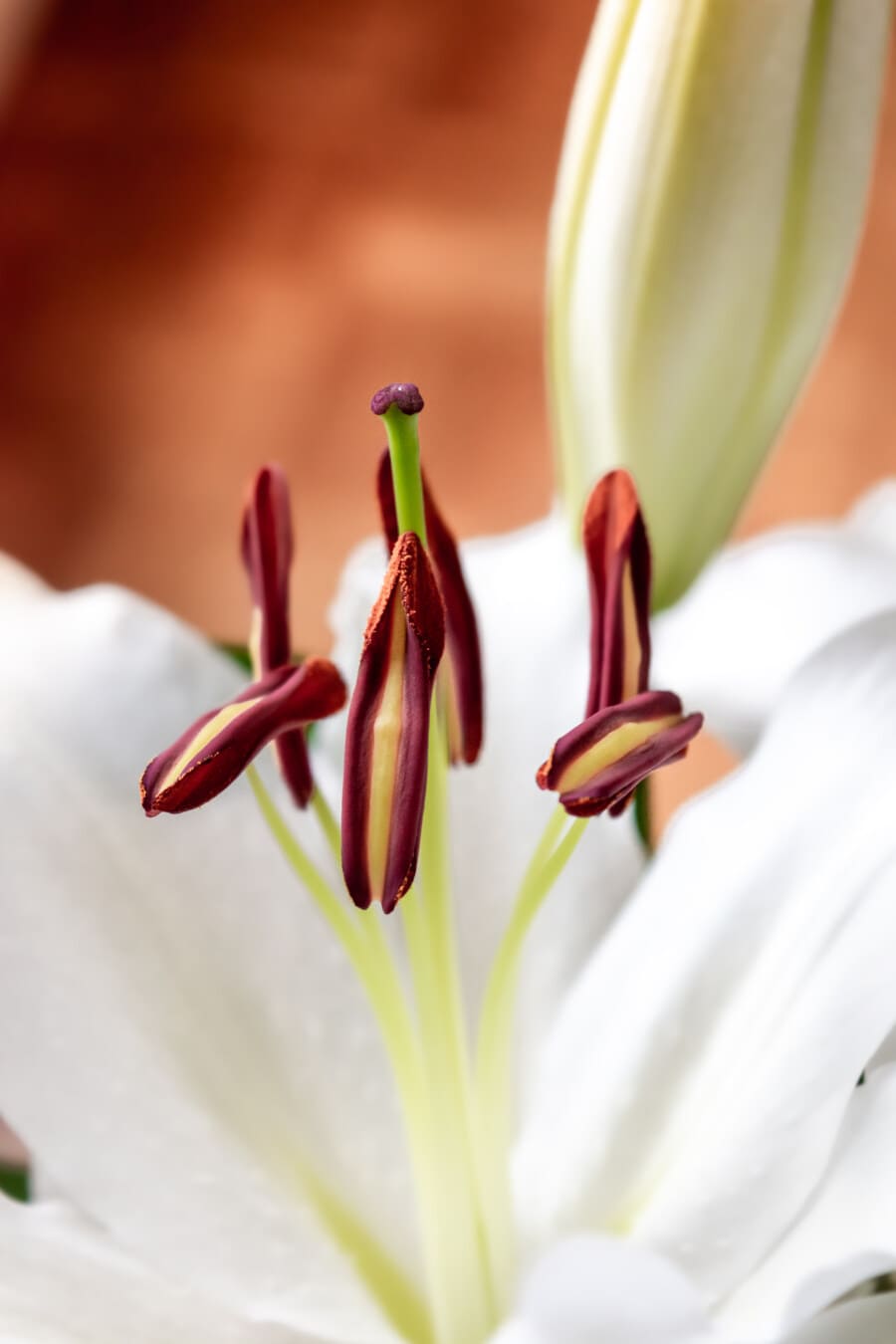 Lily, pollen, pistil, fleur blanche, fermer, détails, pureté, pétales, élégant, fleur