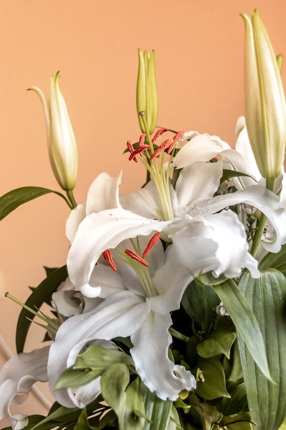 weiße Blume, Blumenstrauß, elegant, Lilie, frisch, Still-Leben, Blütenknospe, Blumen, Blume, Blatt