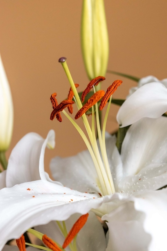 flor blanca, lirio, pistilo, polen, contacto directo, flor, naturaleza, hoja, estambre, elegante