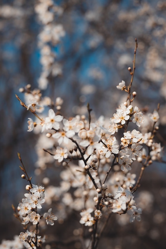 Kvetoucí třešeň, Jarní čas, rozkvět, strom, pobočky, život, biologie, opylování, větev, příroda