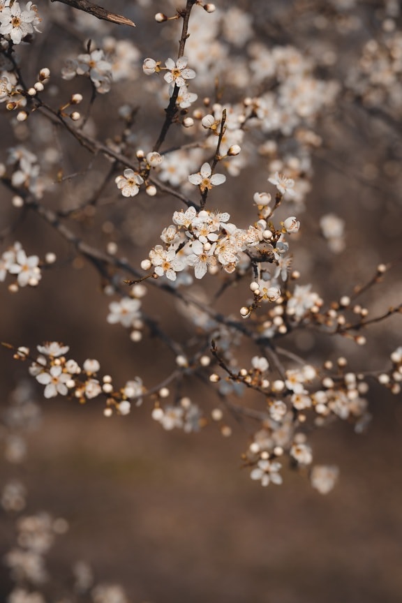 spring time, flowering cherry, flower bud, branchlet, branches, plant, season, nature, spring, herb