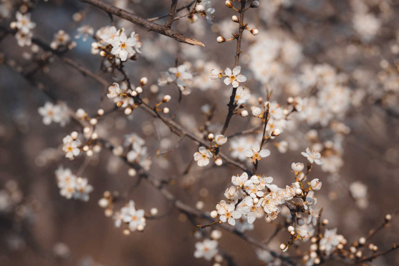 桜の開花, 明るい, 日当たりの良い, 枝, ツリー, 果樹園, 春, 工場, 支店, 花