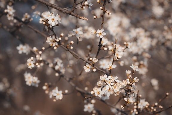 flowering cherry, bright, sunny, branches, tree, orchard, spring, plant, branch, blossom