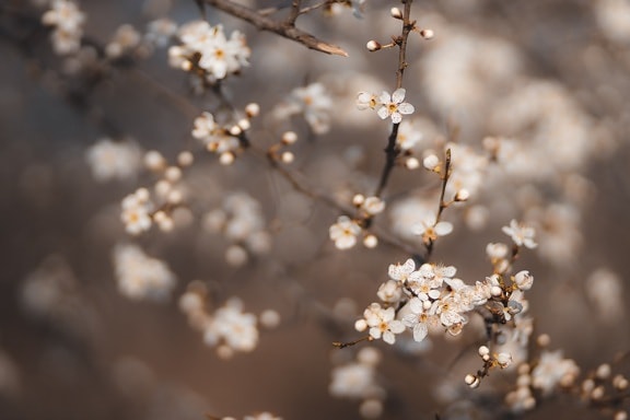 Jarní čas, Kvetoucí třešeň, květ, jaro, strom, závod, květ, větev, bylina, rozostření