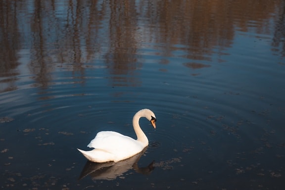 bijela, čistoća, labud, ptica, plivanje, prljavo, voda, odraz, biljni i životinjski svijet, jezero