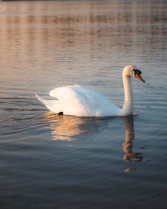 young, swan, dusk, evening, calm, swimming, water level, bird, lake, aquatic bird
