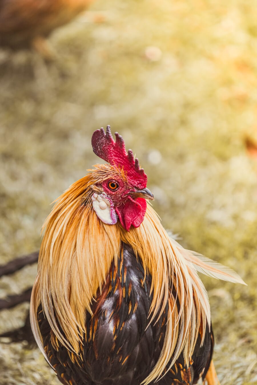 rooster, head, feather, orange yellow, farm, animal, poultry, chicken, bird, nature