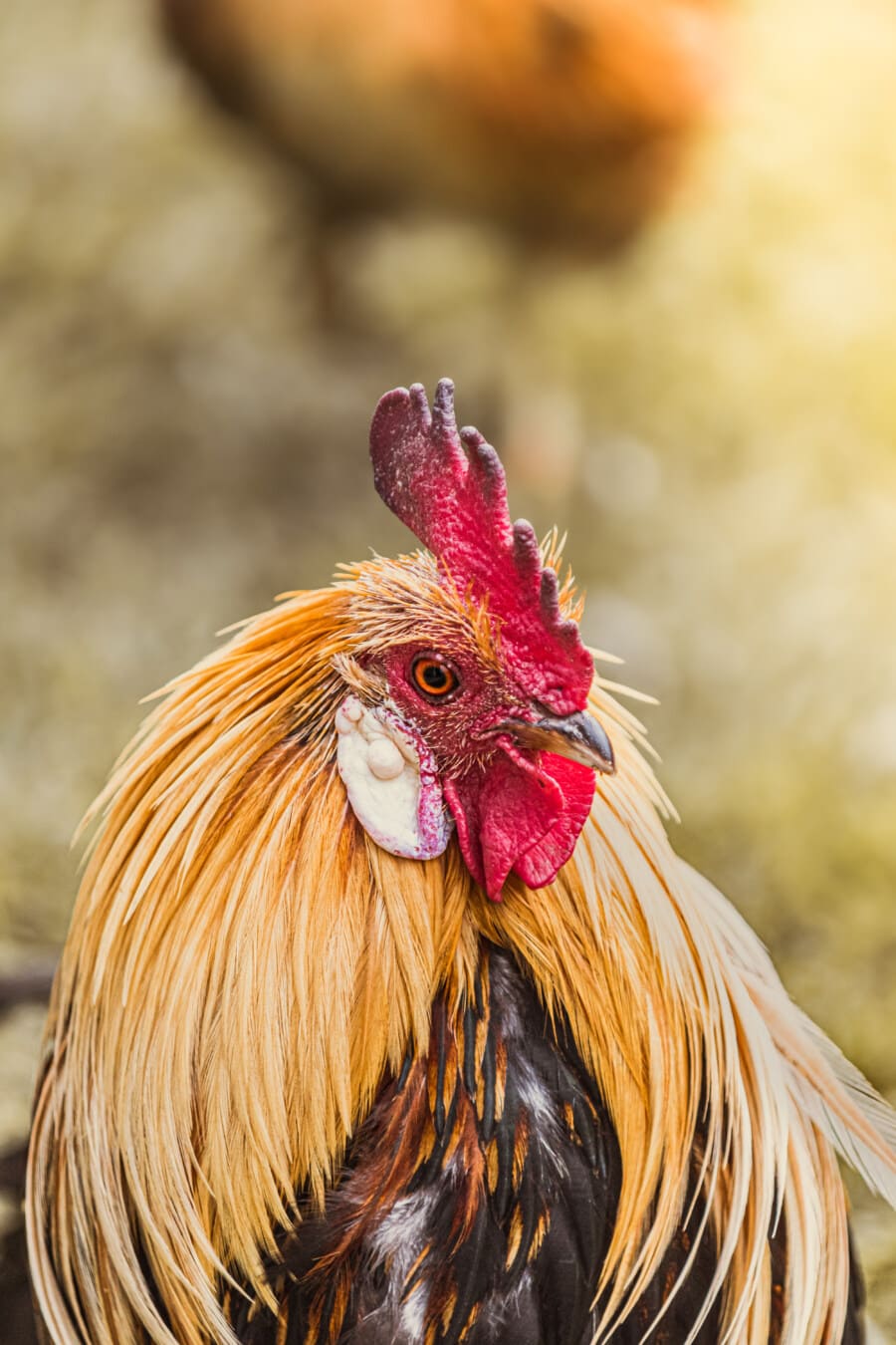 rooster, head, crest, close-up, livestock, bird, poultry, chicken, animal, hen