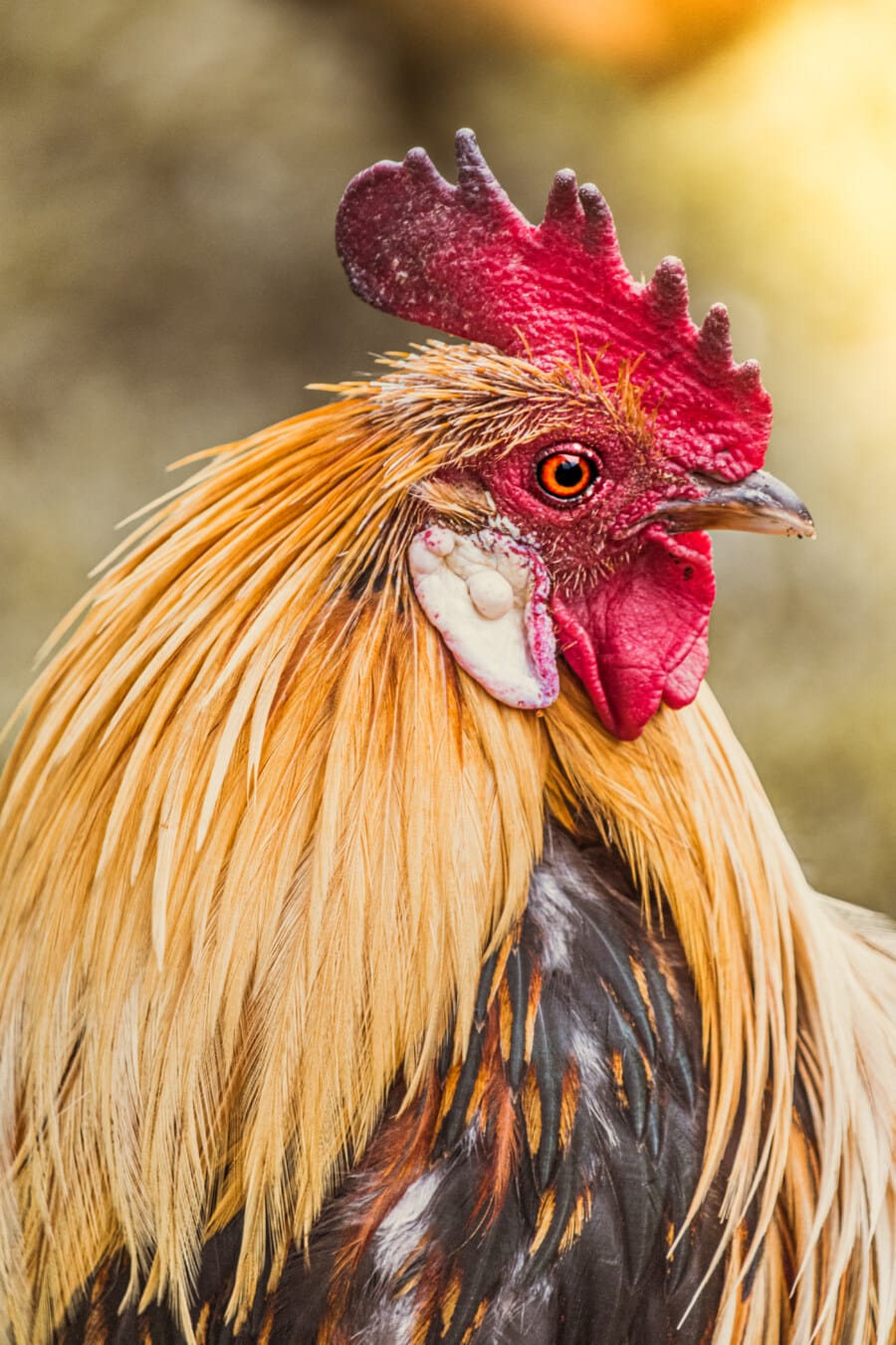 rooster, head, eye, close-up, crest, dark red, animal, domestic, nature, chicken