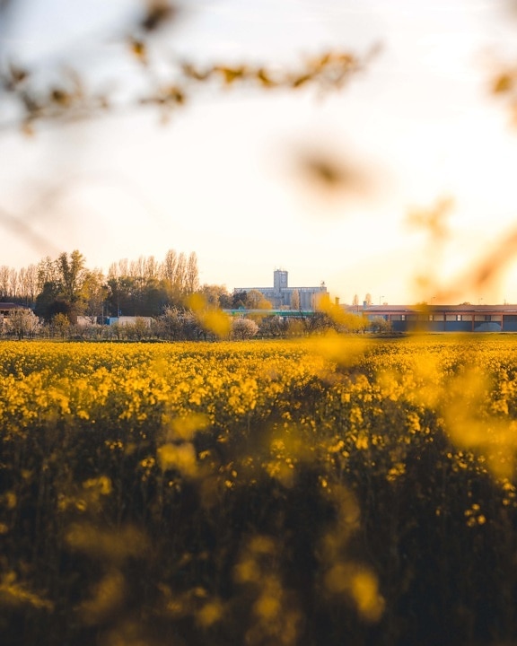 farmland, farmhouse, rapeseed, industry, field, agriculture, sunset, seed, landscape, nature