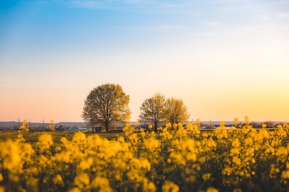 sunny, sunshine, bright, day, rapeseed, agriculture, field, sun, landscape, nature