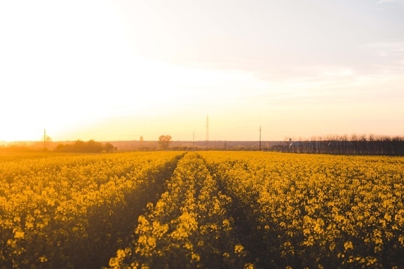 rapeseed, sunshine, agriculture, field, summer season, bright, sunlight, yellow, landscape, meadow