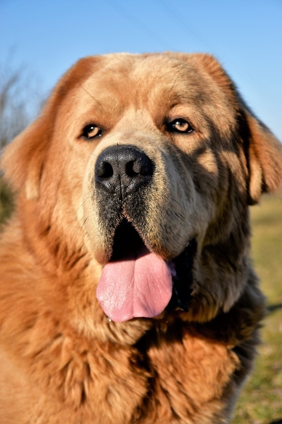 velké, čistokrevná, pes, portrét, jazyk, hlava, oranžově žlutá, kožešina, domácí zvíře, přítel